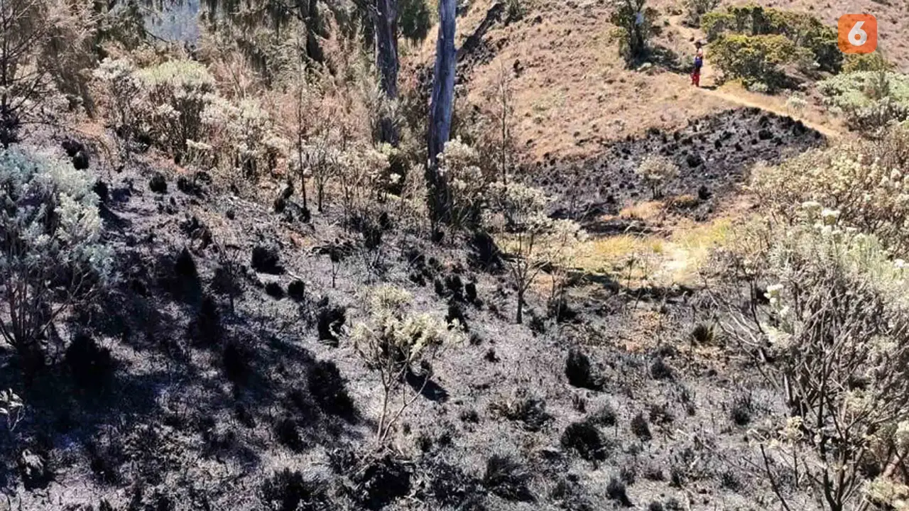 Di balik Kebakaran Gunung Arjuno, Satwa Terancam Diburu Sampai Turun ke Permukiman