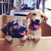 Pantengin Para Anjing yang Bikin Kamu Ikhlas Mengakhiri 'Weekend'