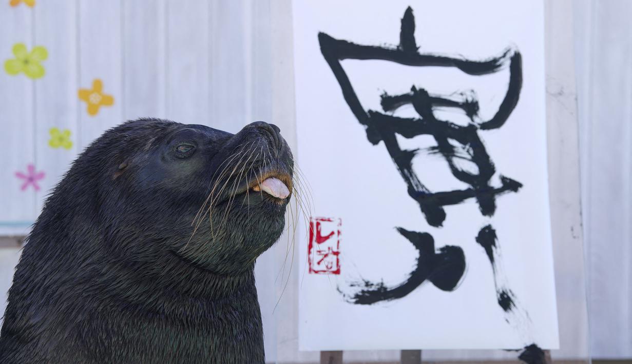 Singa laut Leo berpose setelah melukis karakter China "harimau", yang merupakan tanda zodiak China tahun baru yang akan datang, selama pratinjau pers di Hakkeijima Sea Paradise di Yokohama (27/12/2021). (AFP/Kazuhiro Nogi)
