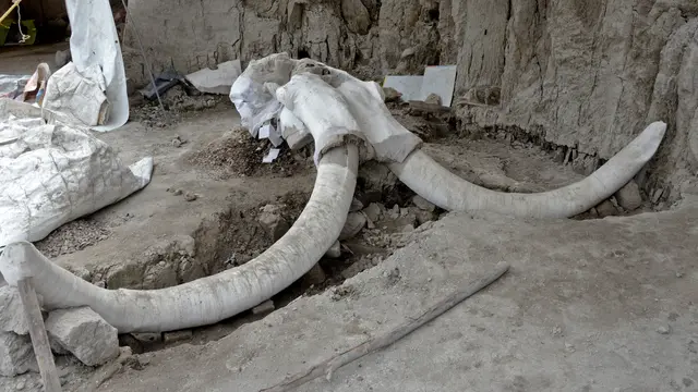Kerangka Mammoth