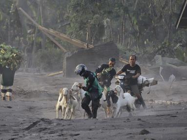 Warga mengevakuasi ternak dari desanya menyusul erupsi Gunung Semeru di desa Kajar Kuning, Lumajang, Jawa Timur, Senin, 5 Desember 2022. Gunung Semeru mengalami kenaikan dari Level III (Siaga) menjadi Level IV (Awas) sejak 4 Desember 2022 pada pukul 12.00 WIB, sehingga Pusat Vulkanolologi dan Mitigasi Bencana Geologi memberikan beberapa rekomendasi agar masyarakat mematuhinya. (AP Photo/Imanuel Yoga)