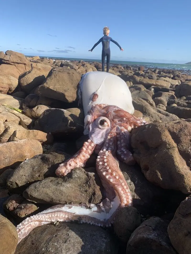 Bangkai cumi-cumi raksasa yang ditemukan di Pantai Scarborough, Afrika.