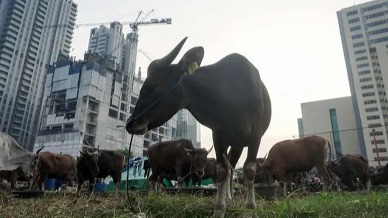 Pengharum dari Kotoran Sapi
