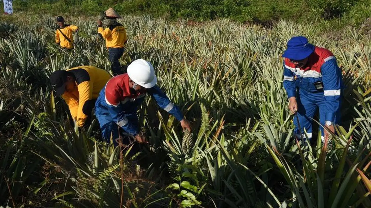 Kilau Nanas Hutan Gambut Sei Pakning, Buah Berkah dari Musibah