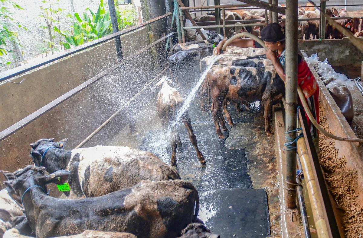 FOTO: Pemeriksaan Hewan Kurban Diperketat Jelang Idul Adha 1447 H