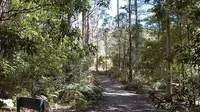 Salah satu jalanan yang ada di Mount Royal National Park (NSW National Parks and Wildlife Service)