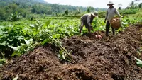 Cara Menanam Ubi Jalar dari Bibit Stek hingga Panen agar Umbi Besar dan Melimpah