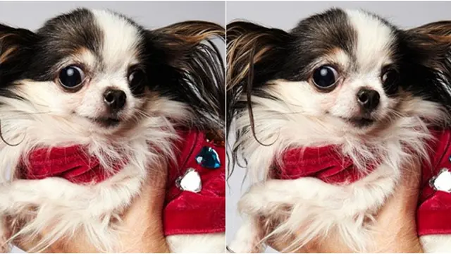 Courtesy Guiness World Record