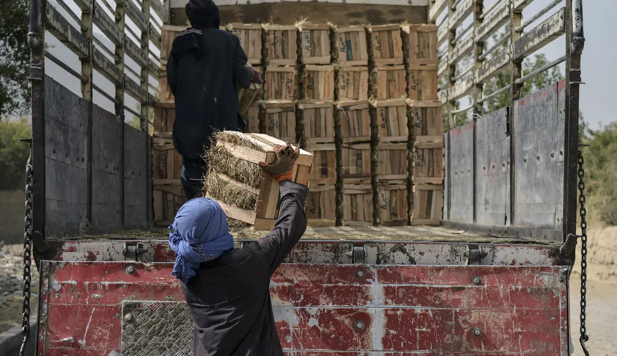 Pekerja memuat peti kayu dengan buah delima untuk dijual, di desa Mazara di distrik Arghandab, Kandahar (5/10/20210). Buah delima merupakan salah satu komoditas unggulan Afghanistan. (AFP/ Javed Tanveer)