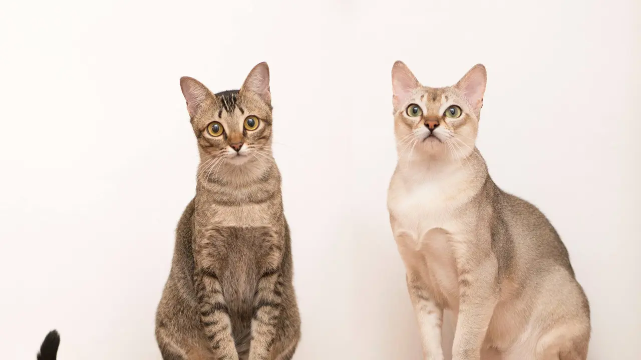 Kucing Singapura