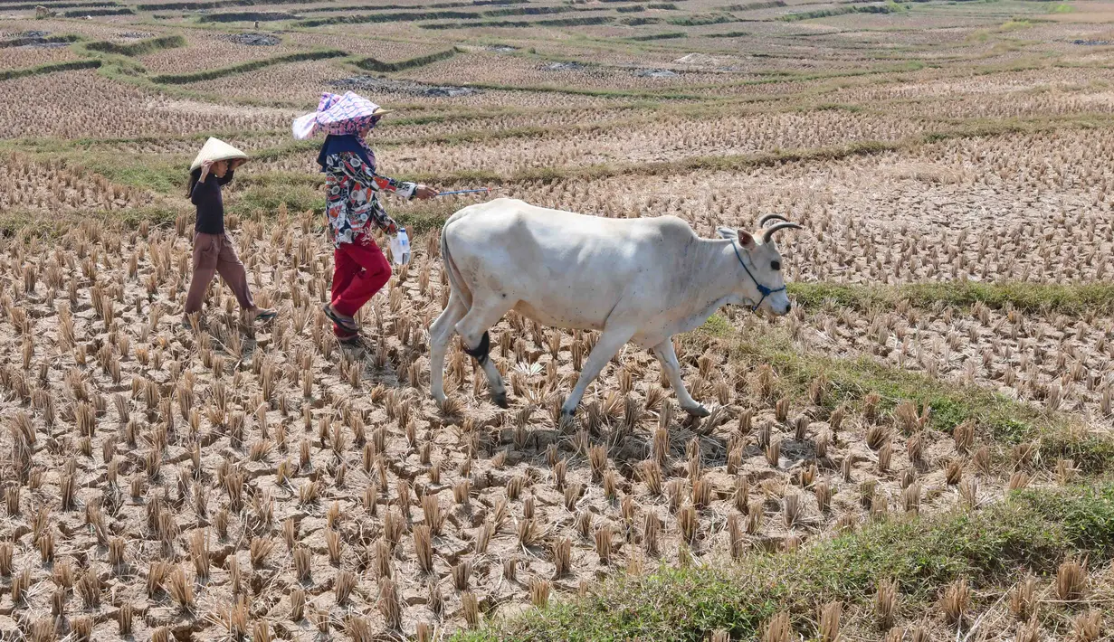 Warga menggembala hewan ternaknya pada sawah yang retak akibat kekeringan di kawasan Weninggalih, Jonggol, Jawa Barat, Selasa, 25 Agustus 2026. (KLY/ Arie Basuki)