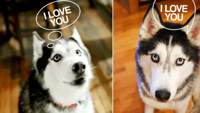 Mishka (c) thedogfiles