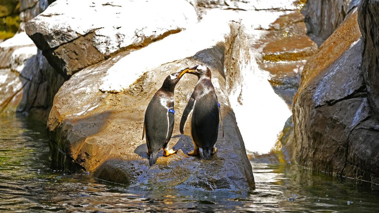 Melihat Penguin Gentoo yang Baru Didatangkan di Belgia