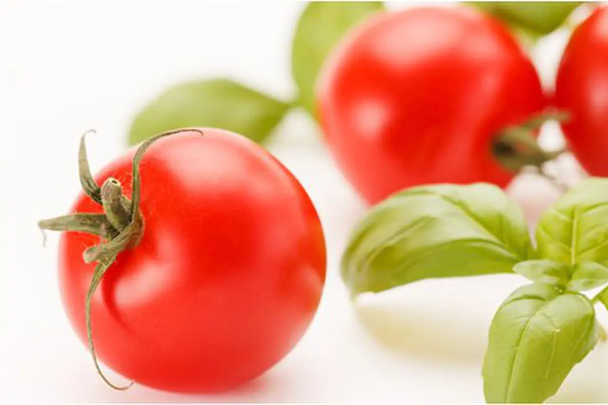 Tomat/Copyright Shutterstock