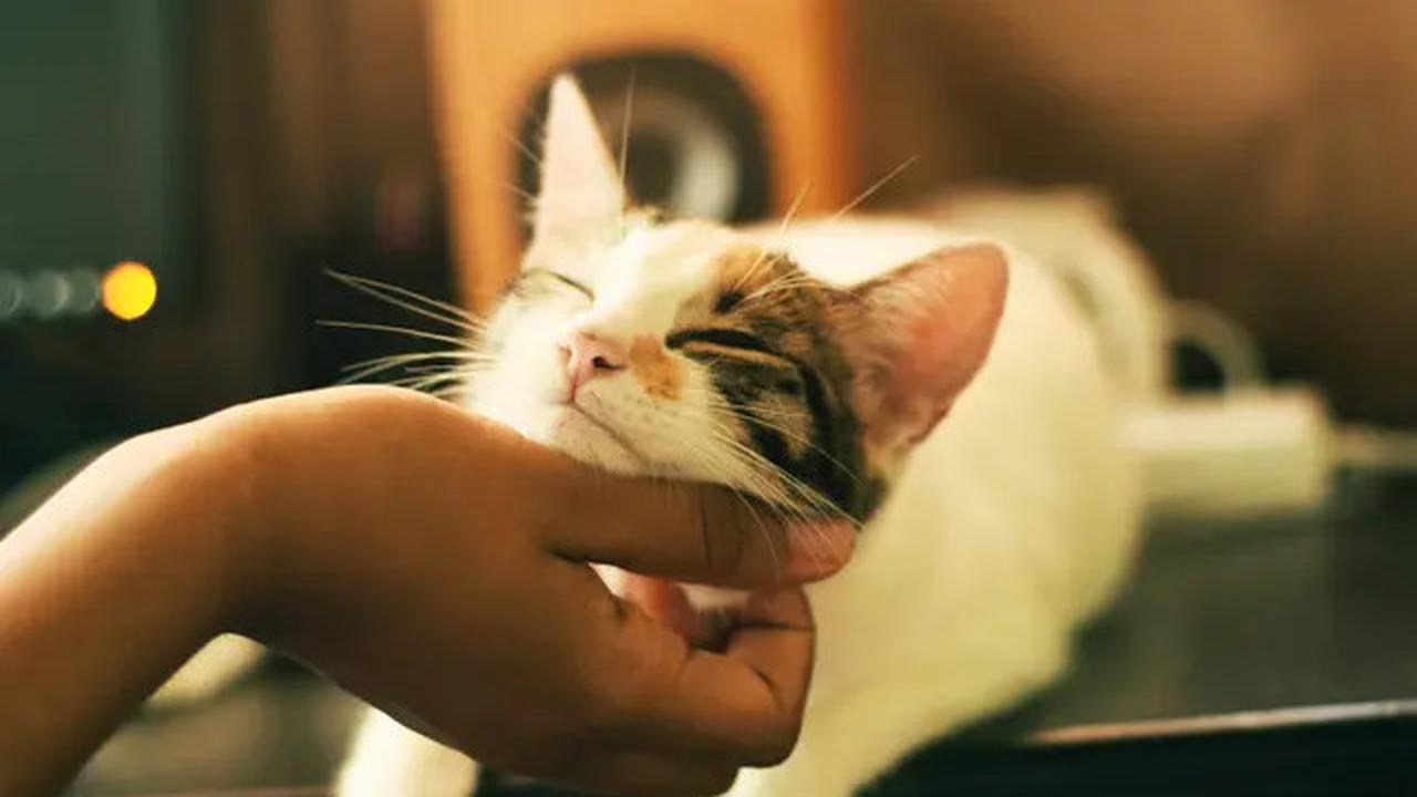 9 Tanda Kucing Rabies, Ketahui Diagnosis hingga Pencegahannya