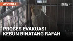Evakuasi Kebun Binatang Rafah saat Gempuran Israel