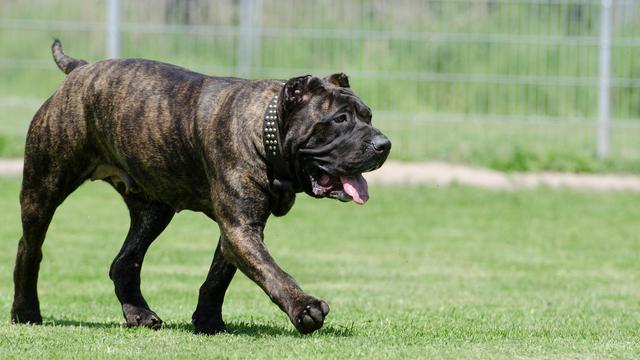 Presa Canario