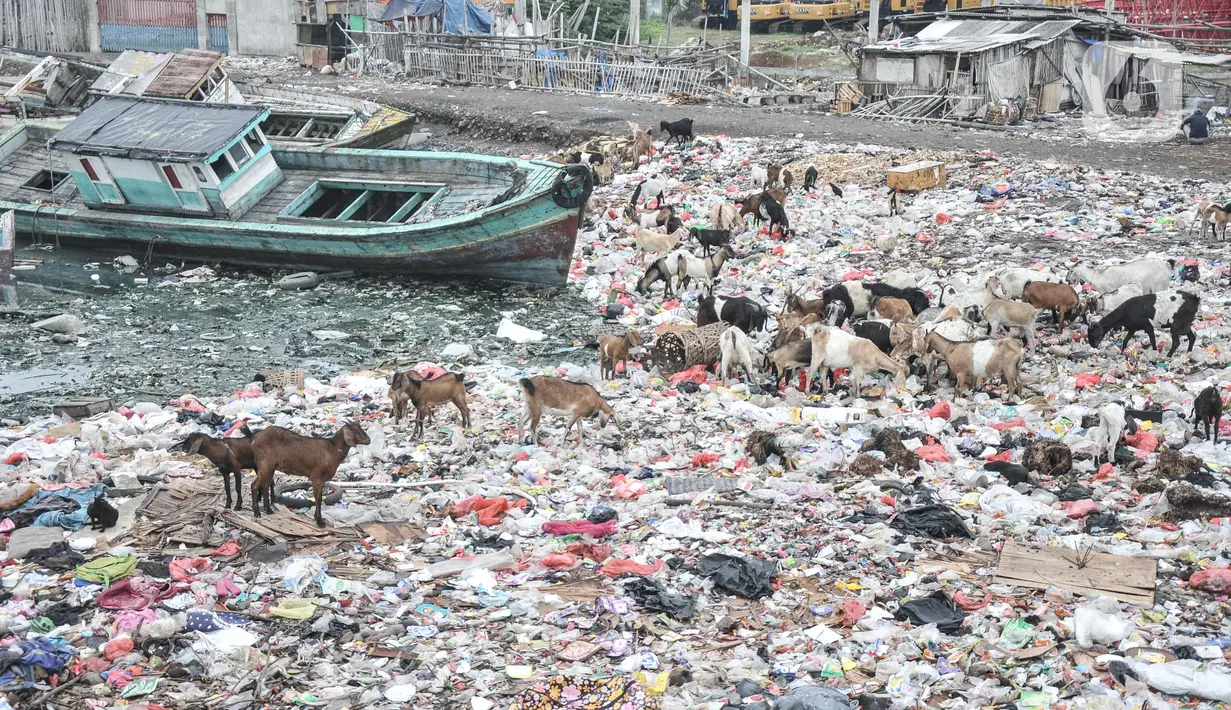 Kawanan kambing ternak mencari makanan di tumpukkan sampah di pesisir Cilincing, Jakarta Utara, Minggu (12/6/2022). Minimnya kesadaran peternak di kawasan tersebut menyebabkan kambing berburu makanan di tempat pembuangan sampah yang dapat membahayakan kesehatan hewan, terlebih akan dijual untuk kurban Idul Adha. (merdeka.com/Iqbal S. Nugroho)