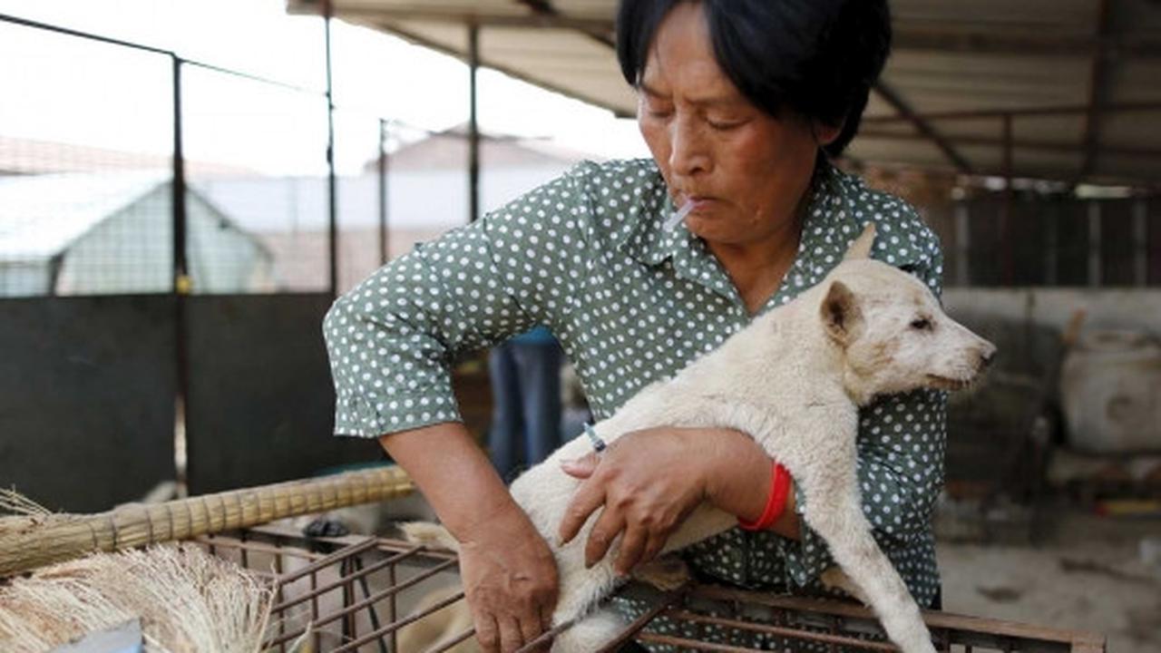 Wanita ini rela habiskan jutaan uang demi selamatkan ribuan anjing