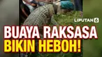 Warga Palu Sulawesi Tengah dikejutkan oleh buaya besar yang berhasil ditangkap Senin (7/2) malam. Buaya yang terjerat ban tersebut sudah sering diburu namun selalu gagal.