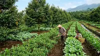 Perbedaan Pohon Buah Evergreen dan Musiman di Indonesia