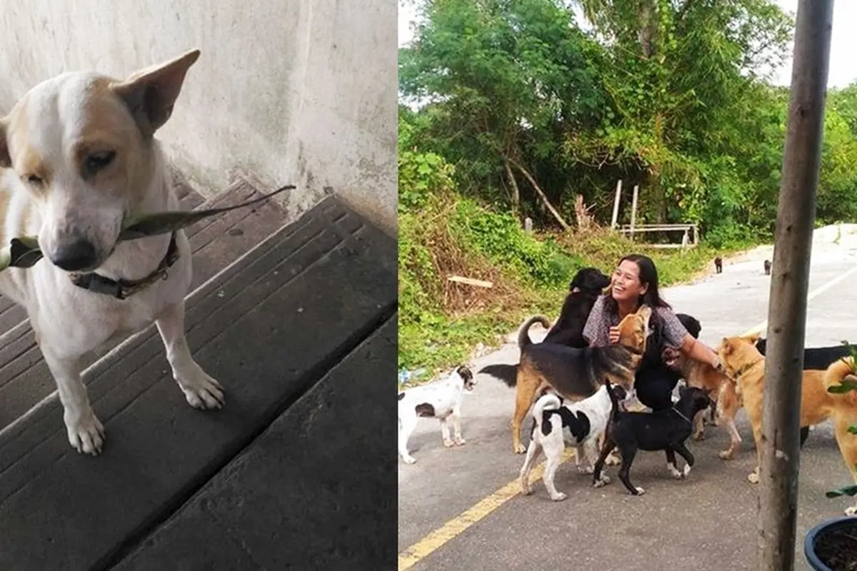 Anjing Liar Pintar, Bawakan Hadiah Untuk Wanita yang Beri Makan
