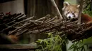 Seekor anak panda merah difoto enam bulan setelah kelahirannya di Kebun Binatang Lisbon, Portugal pada 7 Desember 2023. (CARLOS COSTA / AFP)