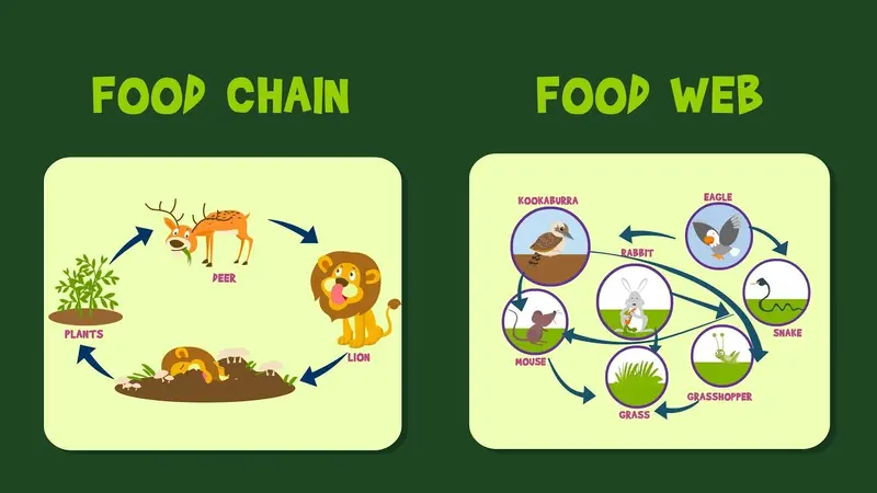 Ilustrasi Rantai Makanan