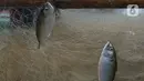 Ikan hasil tangkapan nelayan tradisional di Pelabuhan Cilincing, Jakarta, Selasa (1/3/2022). Sejumlah komoditas ikan laut di pasaran mengalami kenaikan harga hingga 5 persen disebabkan cuaca buruk di laut dalam sepekan terakhir sehingga nelayan berhenti melaut sementara. (merdeka.com/Imam Buhori)