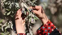 Relawan Palestina membantu petani memanen buah zaitun selama musim panen di sebuah ladang di lingkungan Shijaiyah dekat perbatasan dengan Israel, timur Kota Gaza (7/10/2021). (AFP/Mohammed Abed)