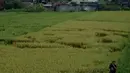 Seorang pria berada areal penemuan fenomena yang diduga crop circle yang baru ditemukan, di Wanujoyo, Piyungan, Bantul,Yogyakarta. (Antara)