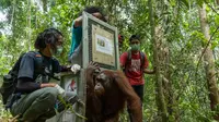 Dua Orangutan Pulang ke Taman Nasional Tanjung Puting, Menhut Tegaskan Komitmen Pelestarian Hutan