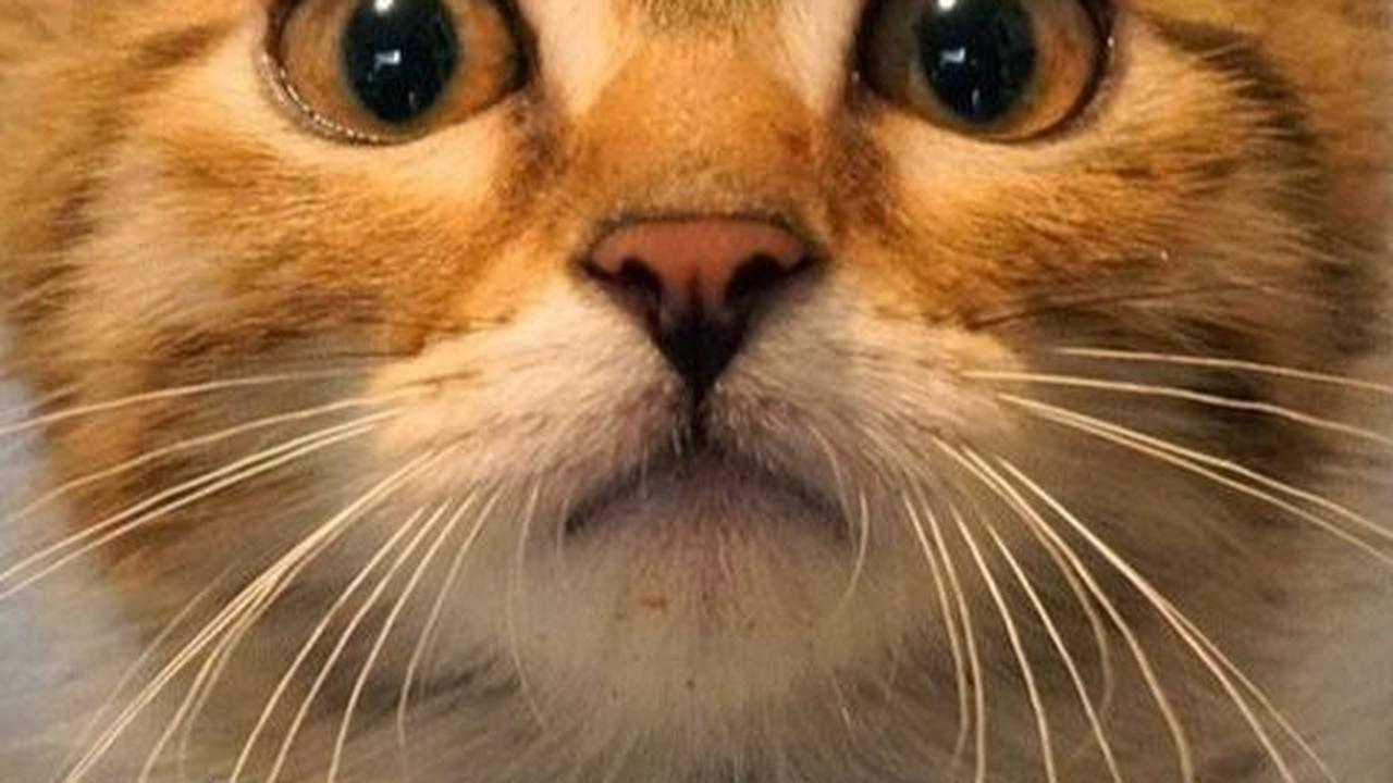 Cara Merawat Anak Kucing Berdasarkan Umur, Perhatikan Makanan dan Kebersihan Lingkungan