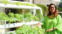 Segarnya Kebun Hidroponik di Rumah Memes, Hijau di Mana-Mana
