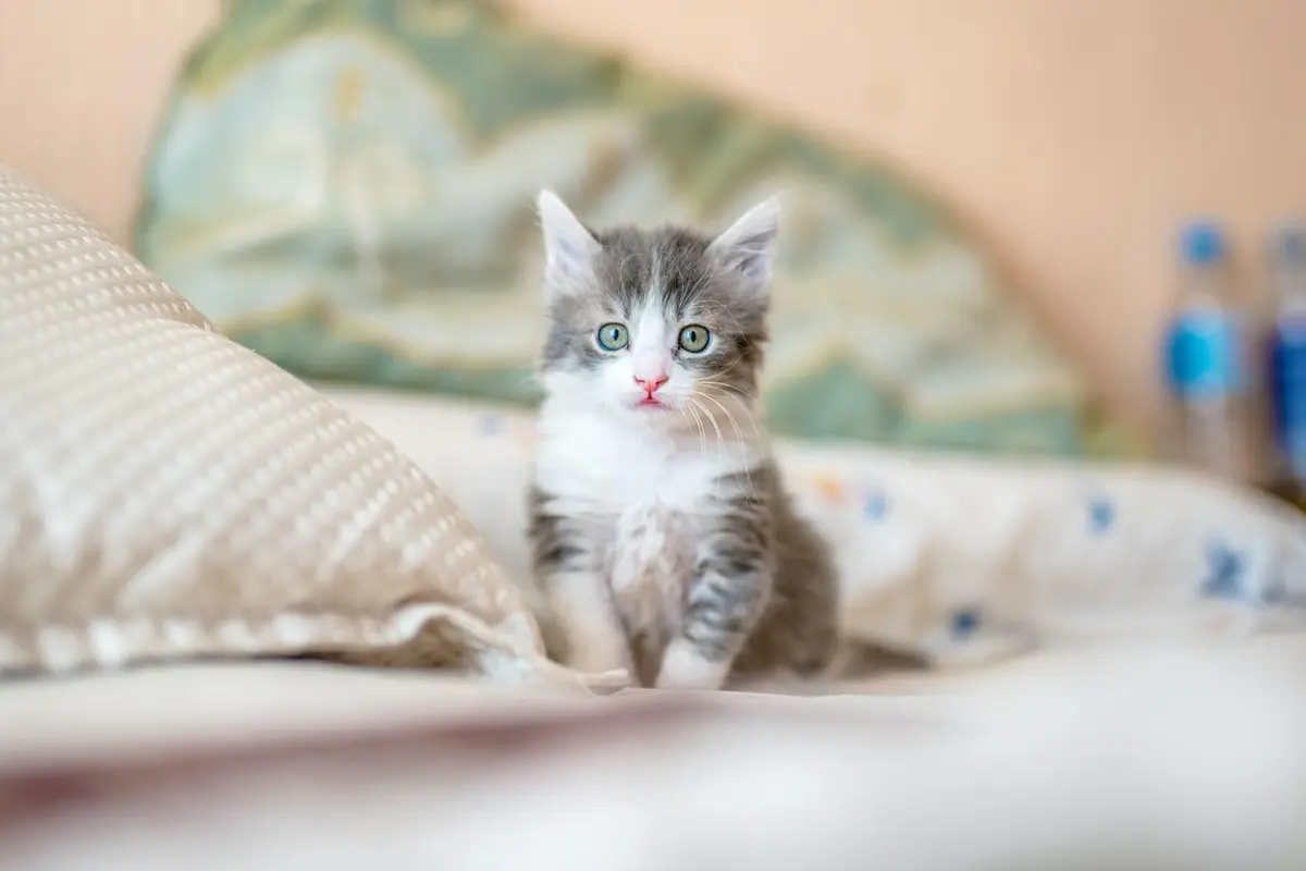 Kucing - Vania