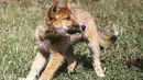 Seekor anjing dingo bernama Wandi di Yayasan Dingo Australia, dekat Melbourne, Rabu (6/11/2019). Perempuan di Bright, Melbourne timur laut, mengadopsi yang diduga anak anjing liar setelah dijatuhkan elang di kebun belakang rumahnya pada Agustus 2019. (Shari TRIMBLE/Australian Dingo Foundation/AFP)