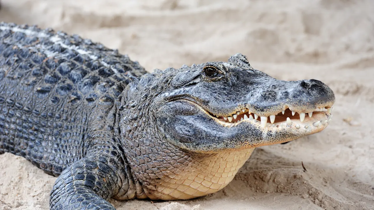 Ilustrasi Aligator