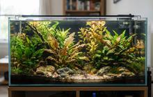 6 Penyebab Tanaman Aquascape Kering dan Cara Merawatnya agar Tetap Tumbuh