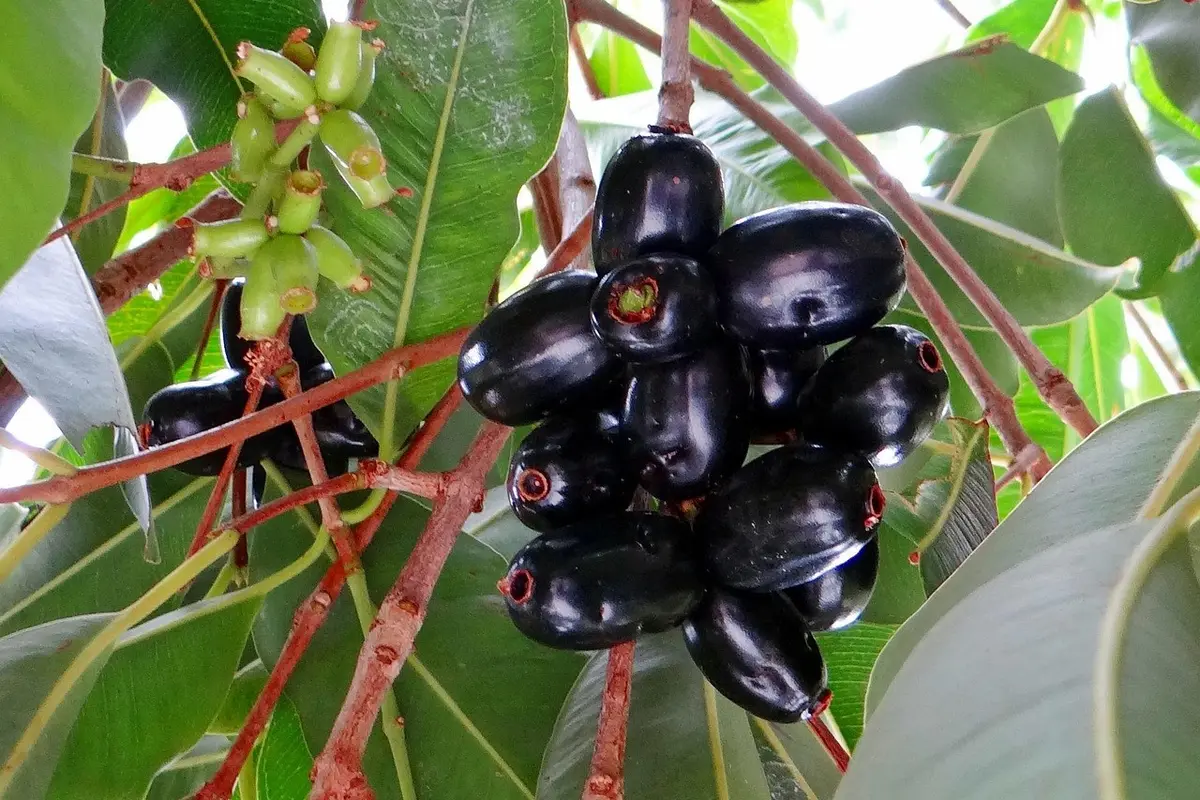 Syzygium cumini