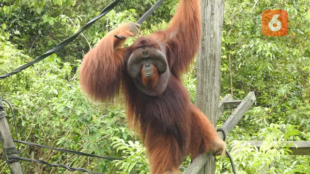 Orangutan