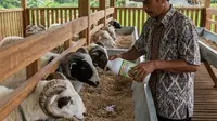 7 Tips Ternak Domba Garut Unggulan agar Cepat Besar dan Bernilai Tinggi, Rahasia Sukses