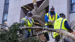 Pekerja mengamankan cabang pohon Natal Rockefeller Center 2020 saat akan diletakkan di Rockefeller Plaza, New York pada Sabtu (14/11/2020). Pohon cemara spruce Norwegia setinggi 75 kaki dan 11 ton tersebut berasal dari Oneonta untuk menyambut Natal 2020. (AP Photo/Craig Ruttle)