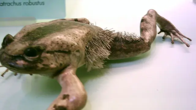 Hairy Frogs
