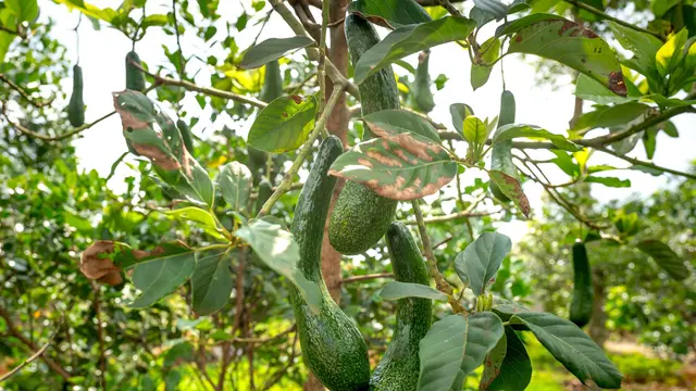 Buah Alpukat Berukuran Kecil Meski Pohonnya Subur