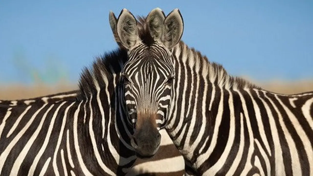 zebra