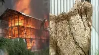 3 Gudang proyek apartemen di kawasan Kedoya ludes terbakar. Seekor domba di Canberra miliki bulu terberat mencapai 42 kilogram.