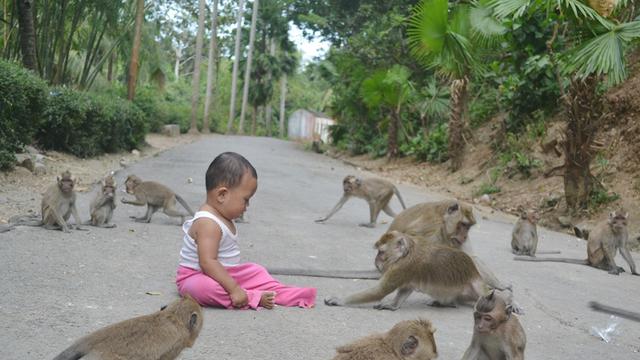 Ratusan ekor monyet keramat penunggu masjid tinggal di sekitar Masjid Saka Tunggal, Cikakak, Banyumas. (Foto: Liputan6.com/Muhamad Ridlo)