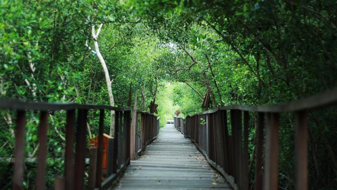 Mangrove Ujungpangkah (Sumber: Dinas Pariwisata dan Kebudayaan Kabupaten Gresik)