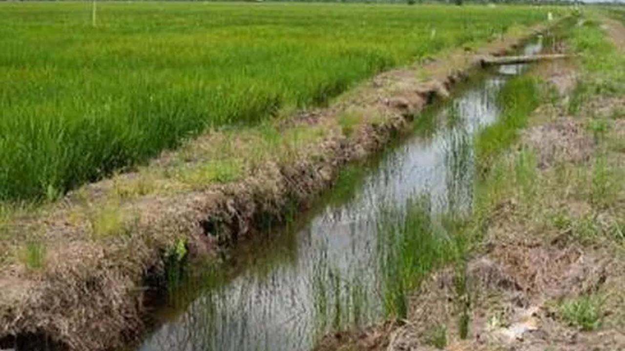 Dia mengatakan proyek Food Estate akan tetap dilanjutkan pada tahun 2024 mendatang.