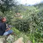 Seorang warga Distrik Okbibab, Kabupaten Pegunungan Bintang bersama pohon kopi yang tumbuh liar di sekitar pemukiman mereka. (foto: dokumentasi Satbrimob Polda Kaltim)